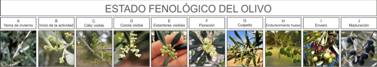 Estado fenologico del olivo